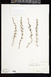 Galium coloradoense image