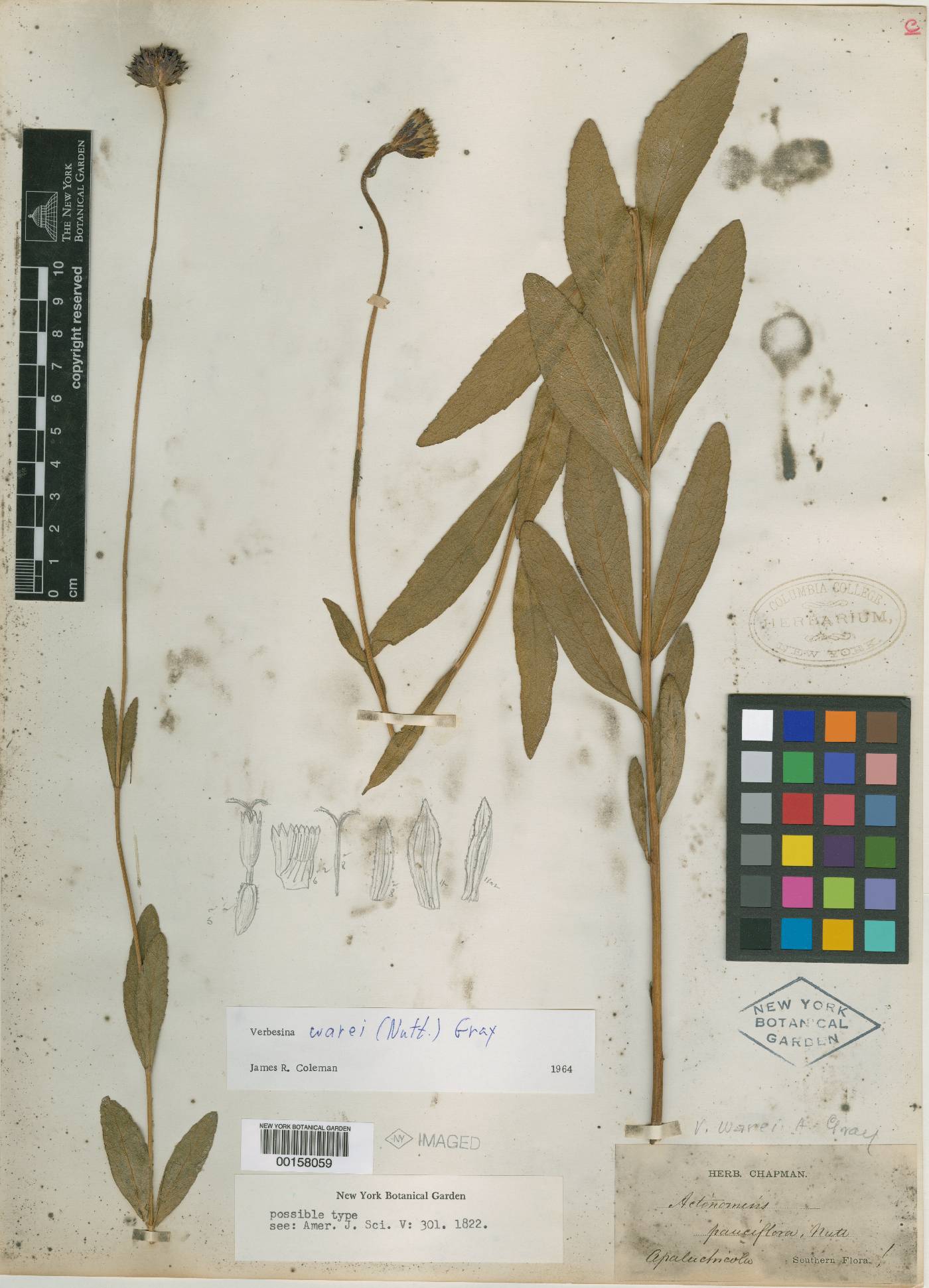 Actinomeris pauciflora image