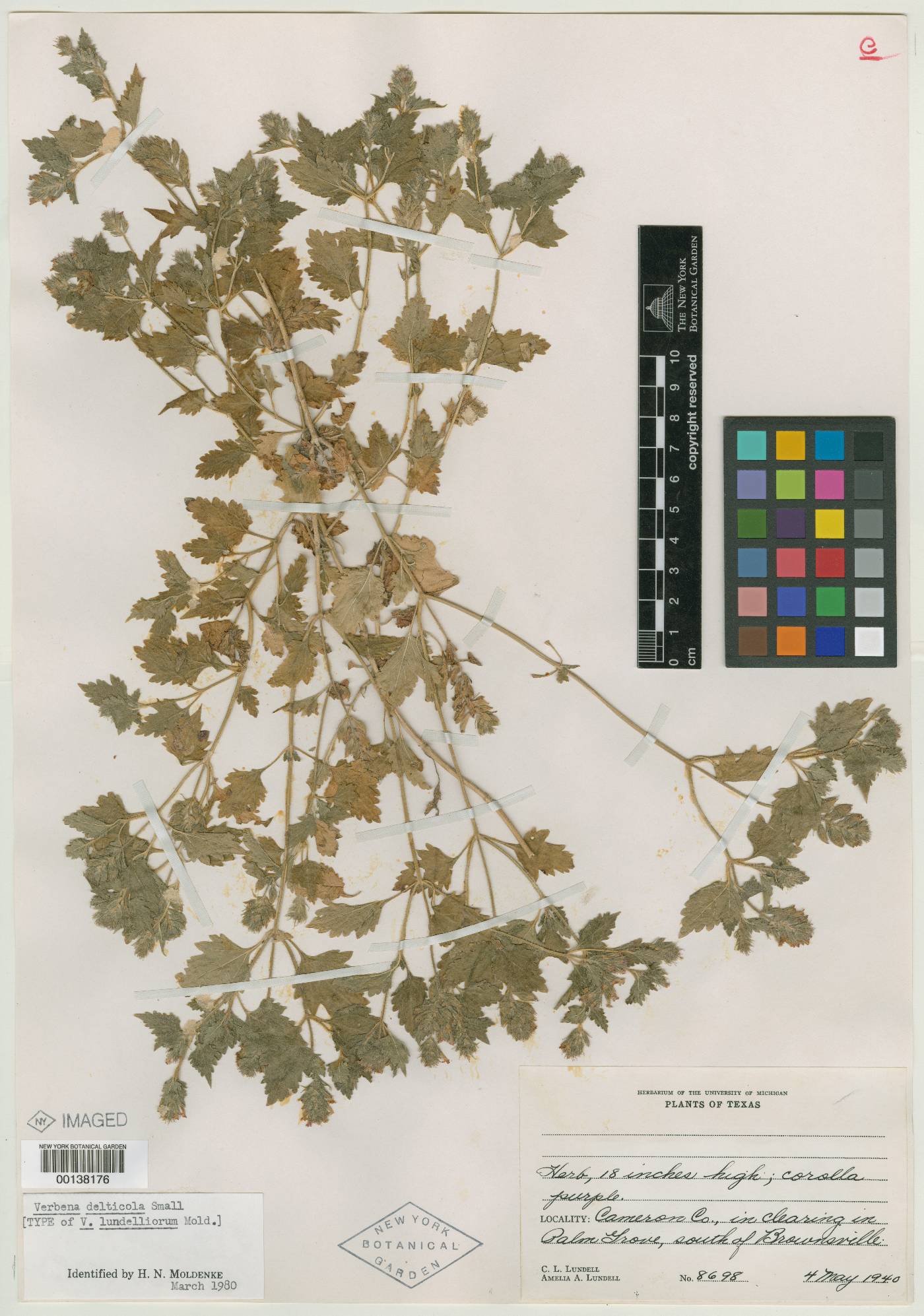 Verbena lundelliorum image