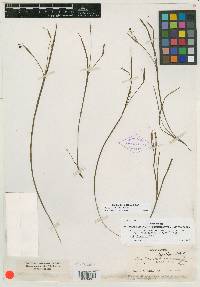 Sisyrinchium fuscatum image