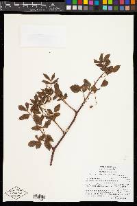 Bursera biflora image