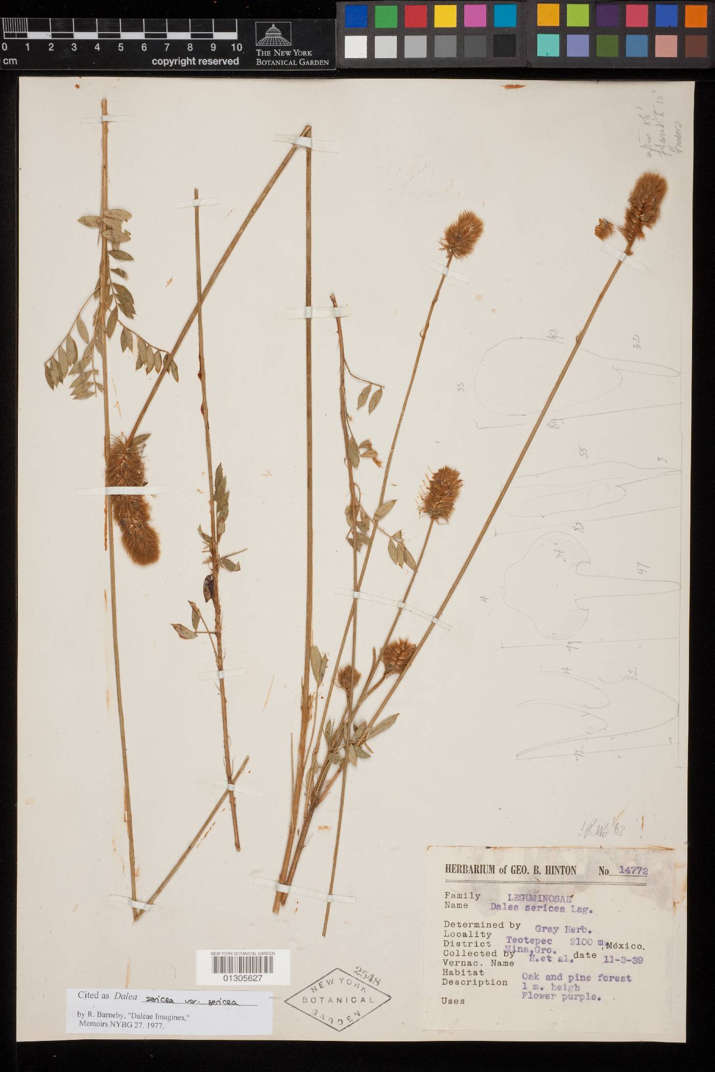 Dalea sericea var. sericea image