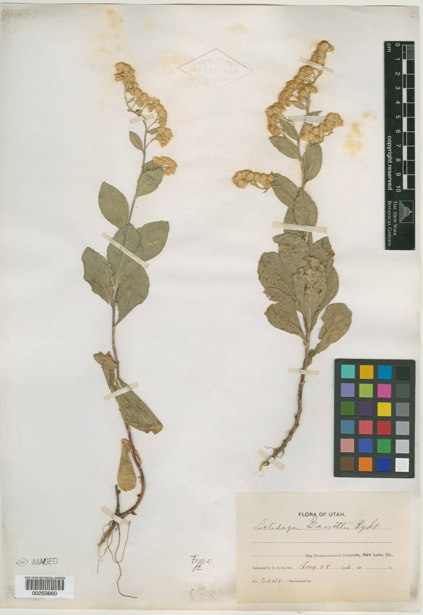 Solidago garrettii image