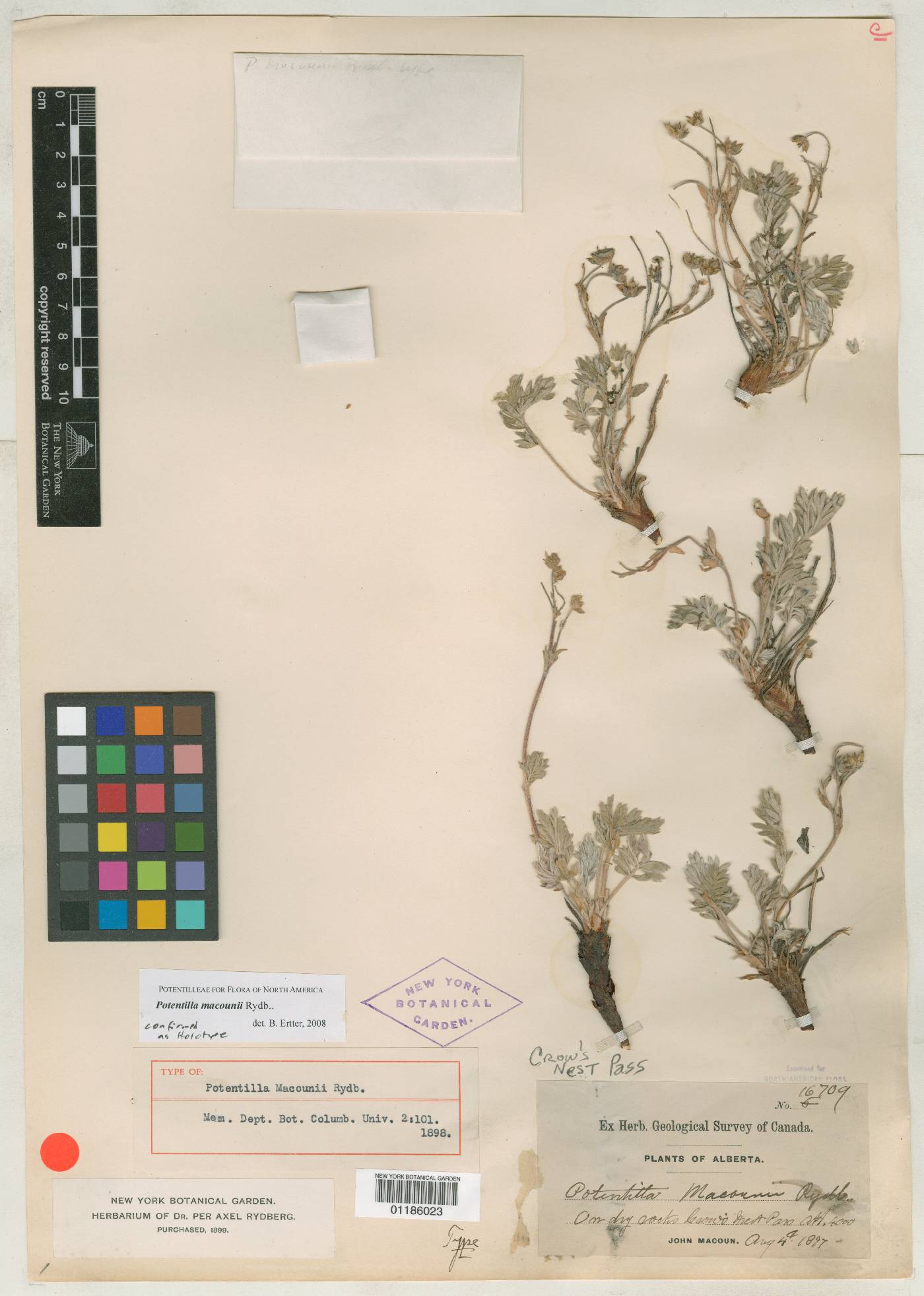 Potentilla macounii image