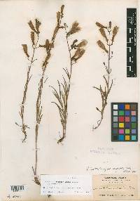 Penstemon laetus subsp. sagittatus image