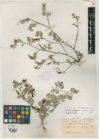 Bauhinia ramosissima image