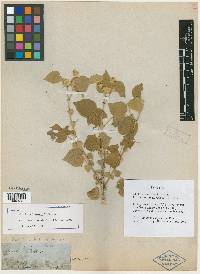 Abutilon lemmonii image