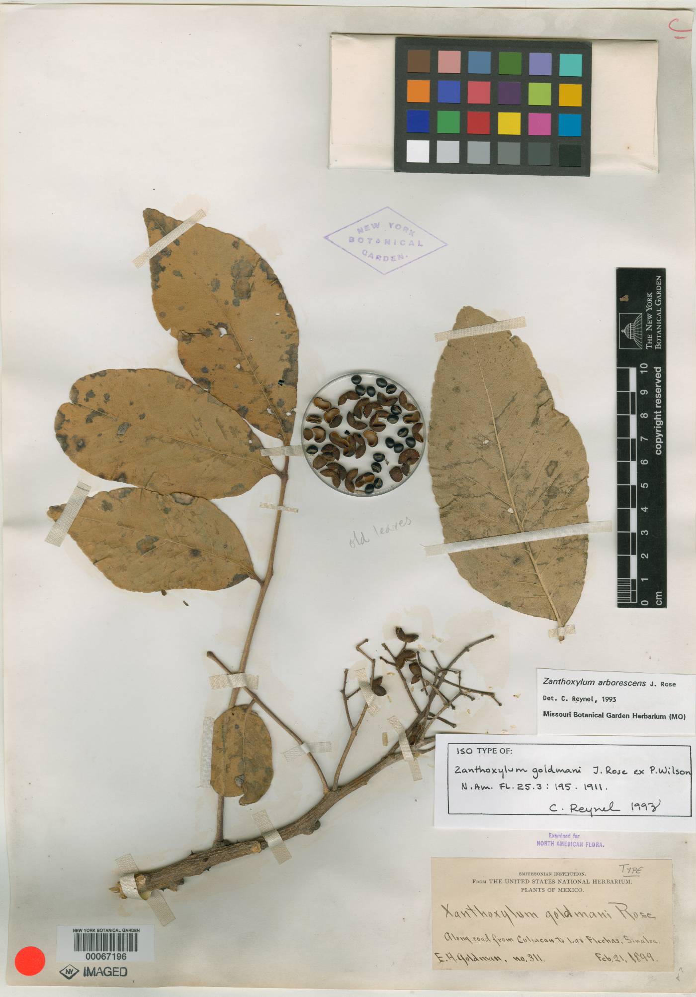 Zanthoxylum arborescens image