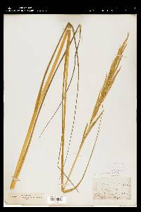 Spartina alterniflora image