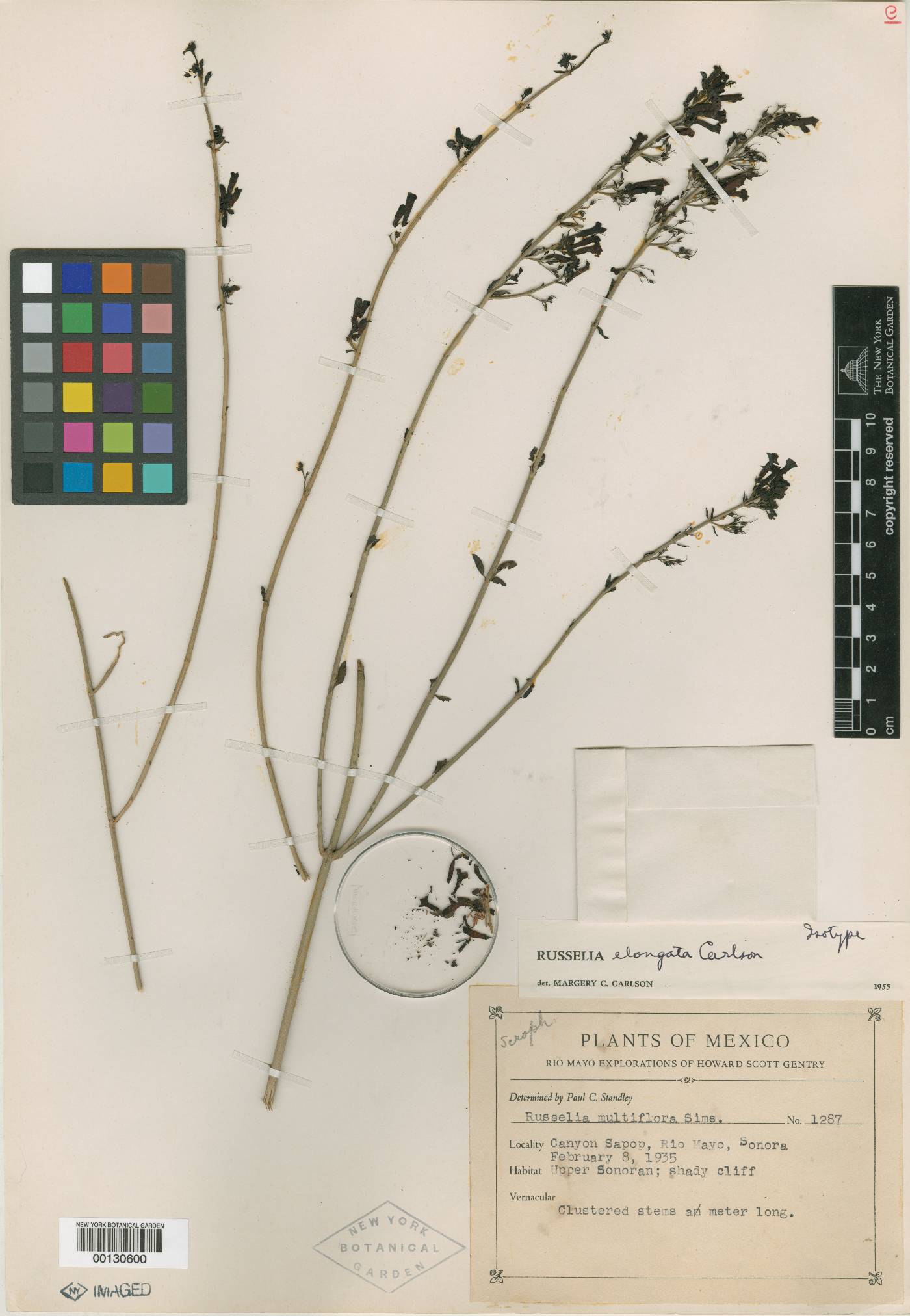 Russelia multiflora image