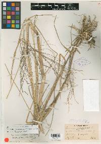 Panicum sucosum image