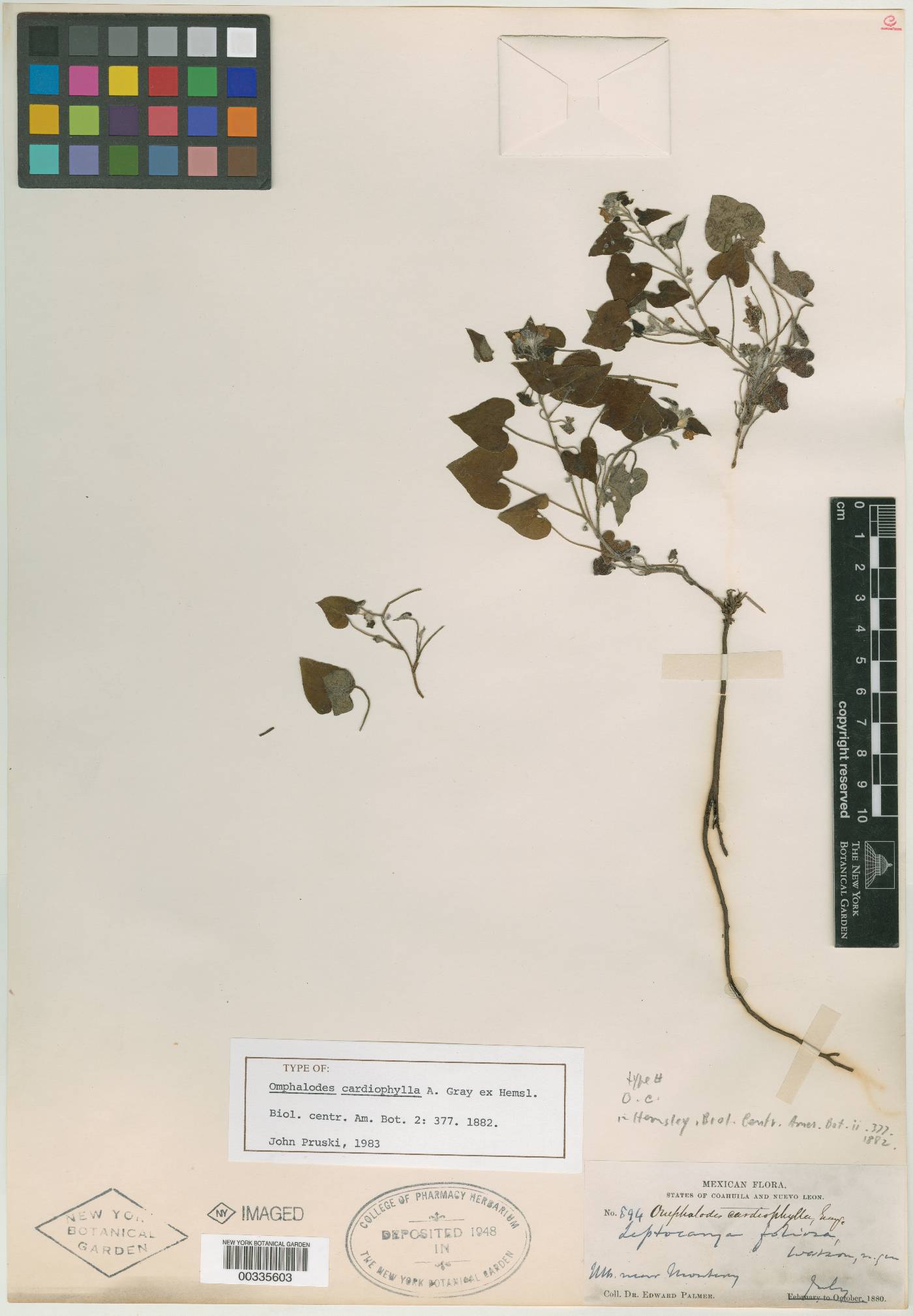 Omphalodes cardiophylla image