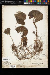 Image Associated With the Occurence