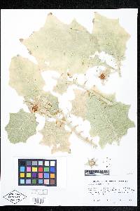 Solanum stagnale image