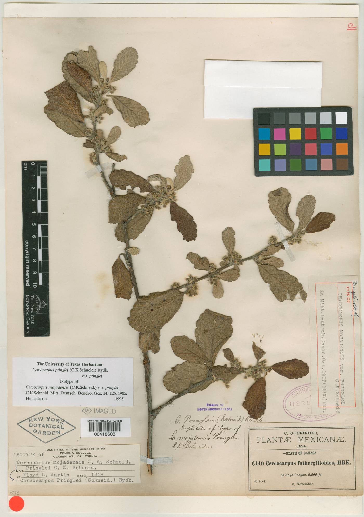 Cercocarpus pringlei image