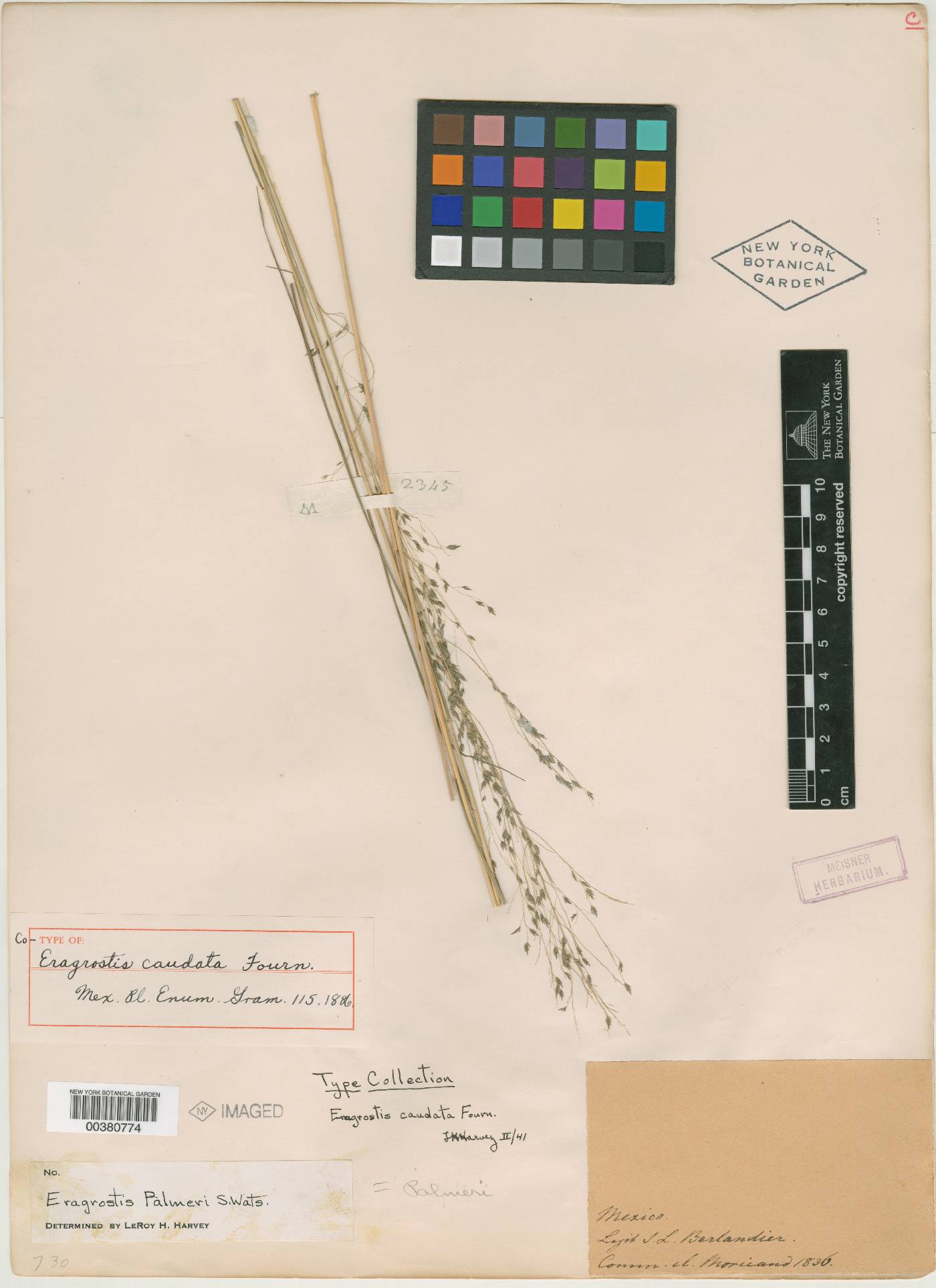 Eragrostis caudata image