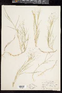 Muhlenbergia asperifolia image