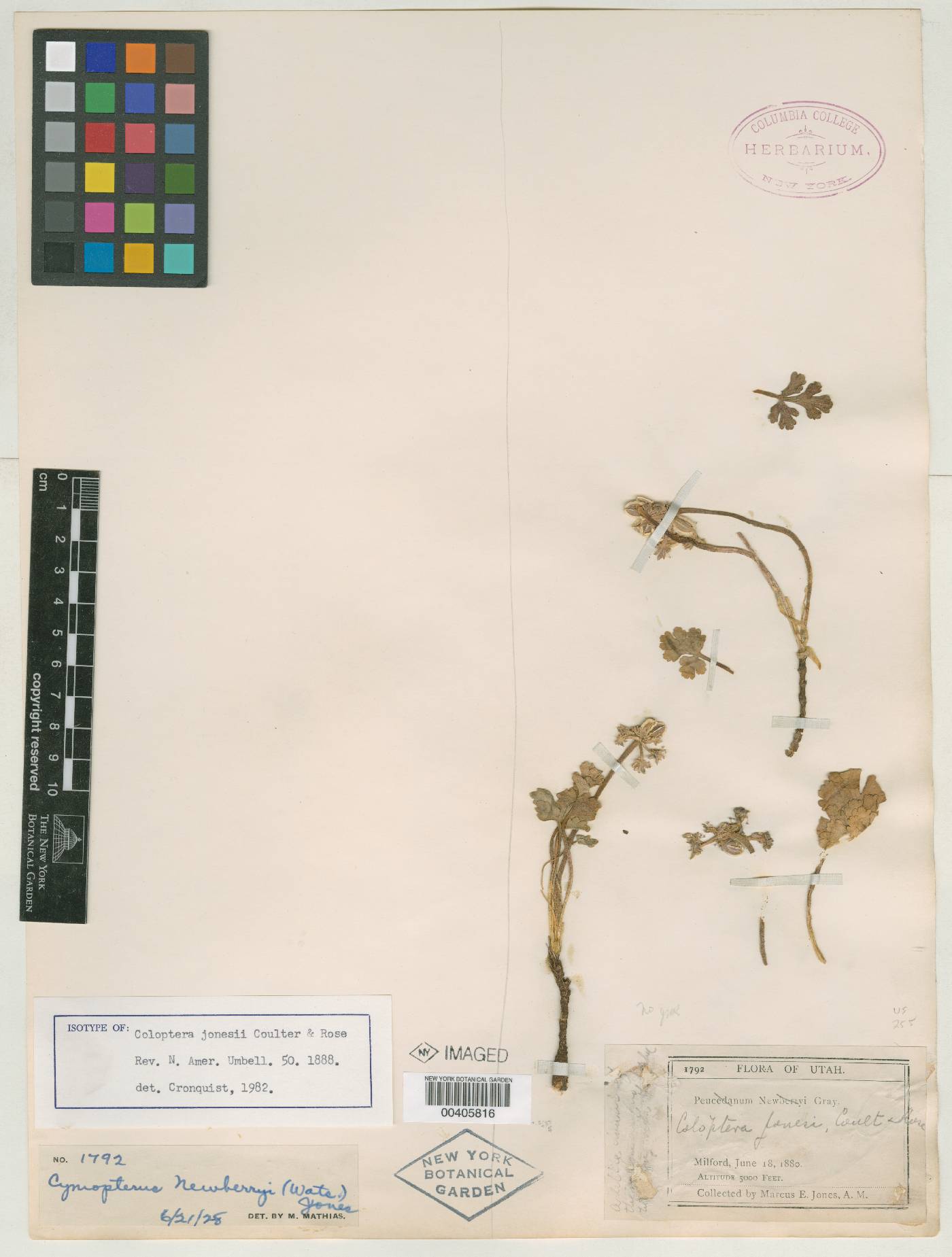 Coloptera jonesii image