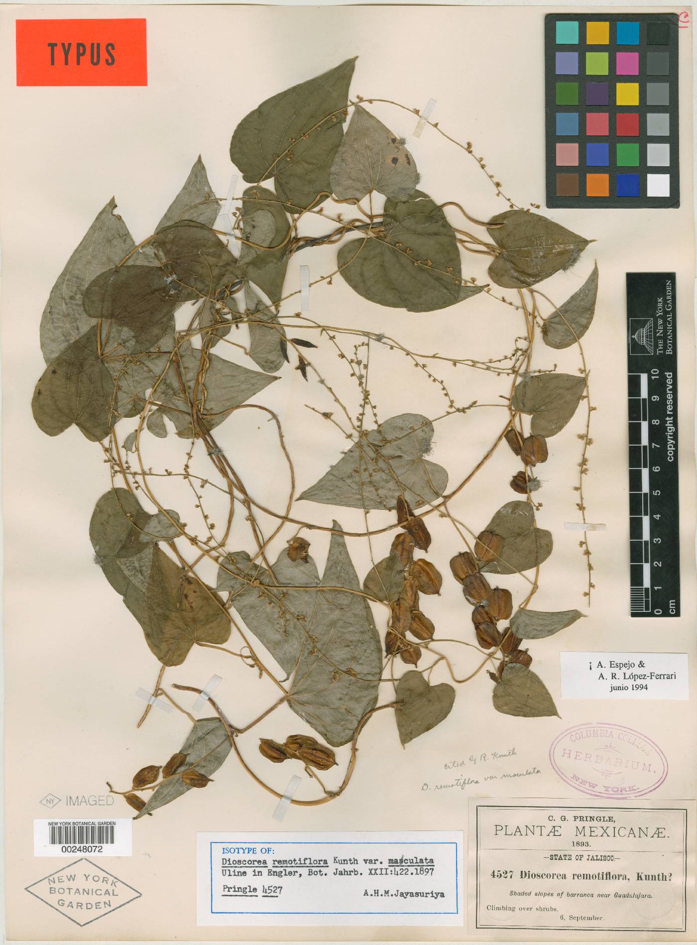 Dioscorea remotiflora image