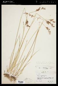 Juncus saximontanus image