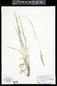 Calamagrostis scopulorum image