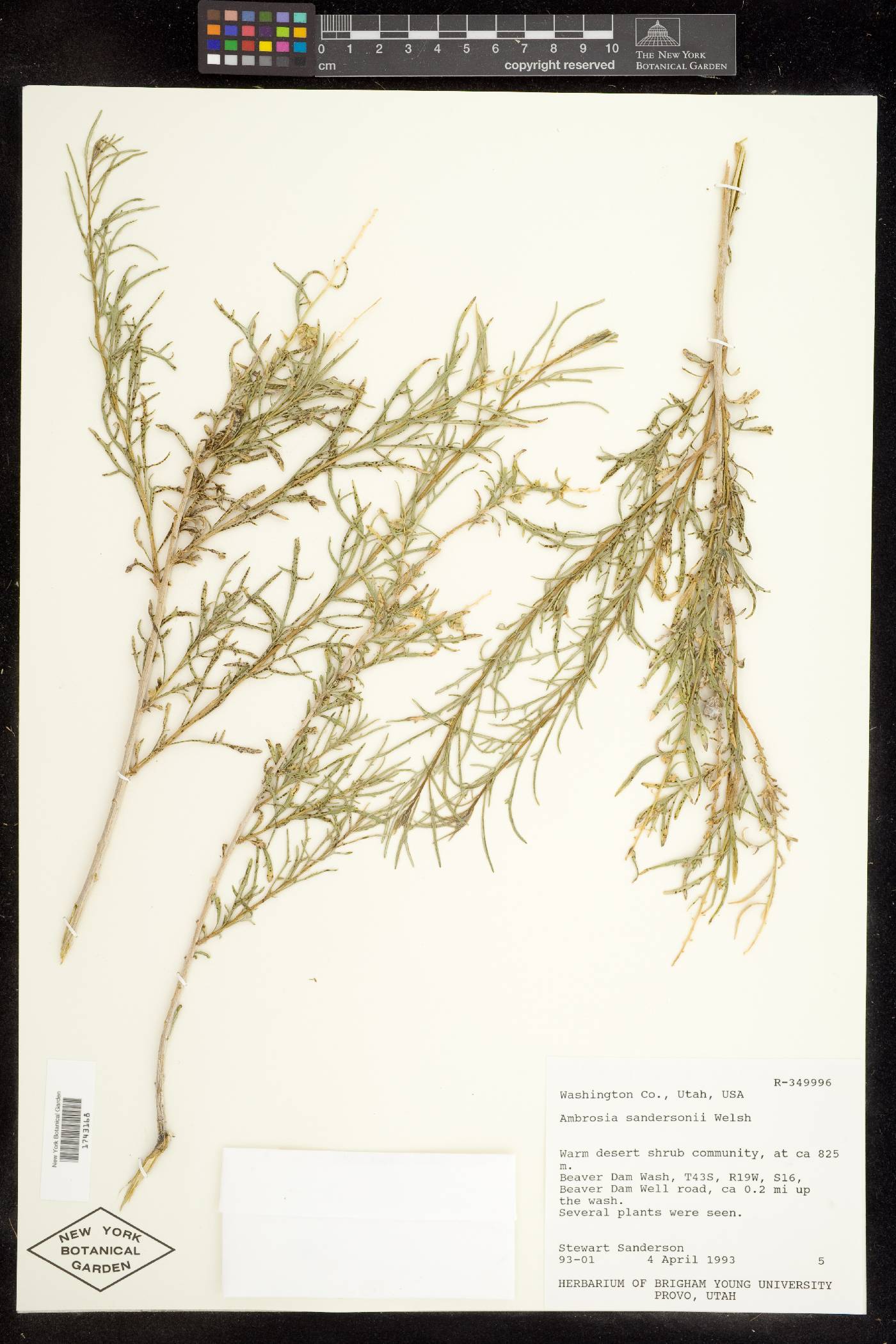 Hymenoclea sandersonii image