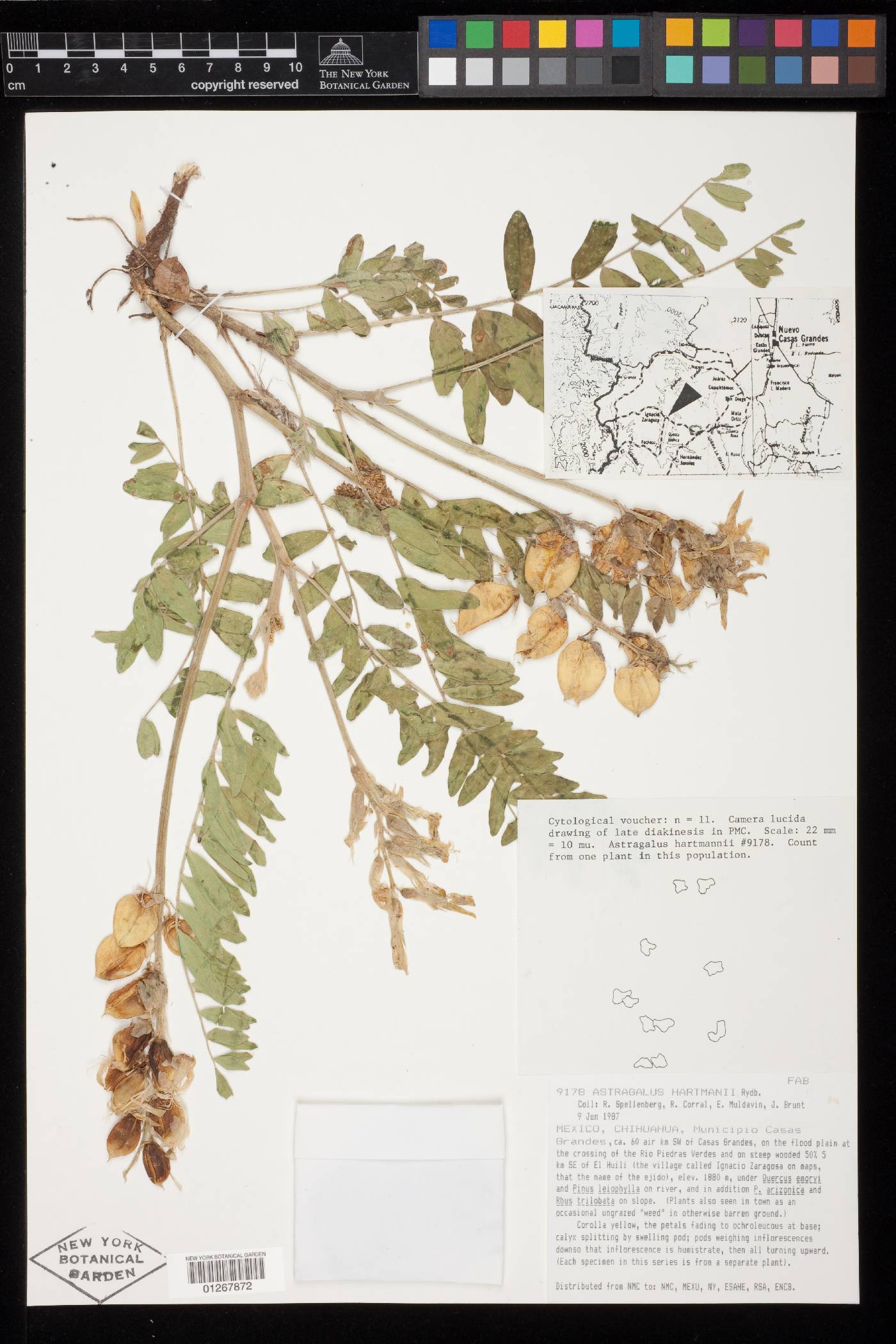 Astragalus hartmanii image