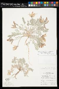 Astragalus newberryi image