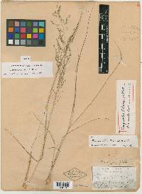 Eragrostis palmeri image