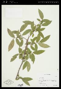 Ulmus alata image