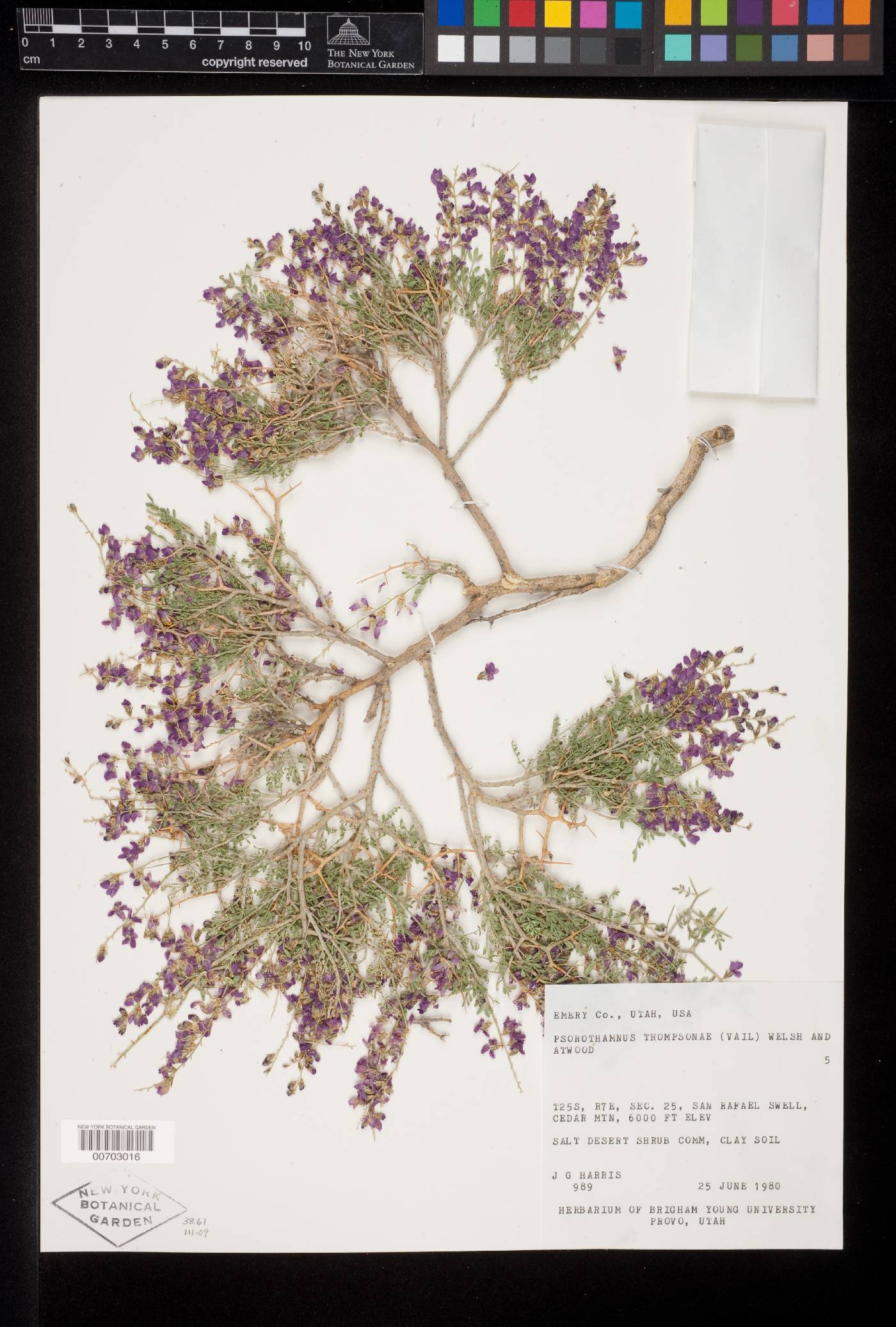 Psorothamnus thompsonae var. thompsonae image