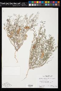 Astragalus insularis var. insularis image