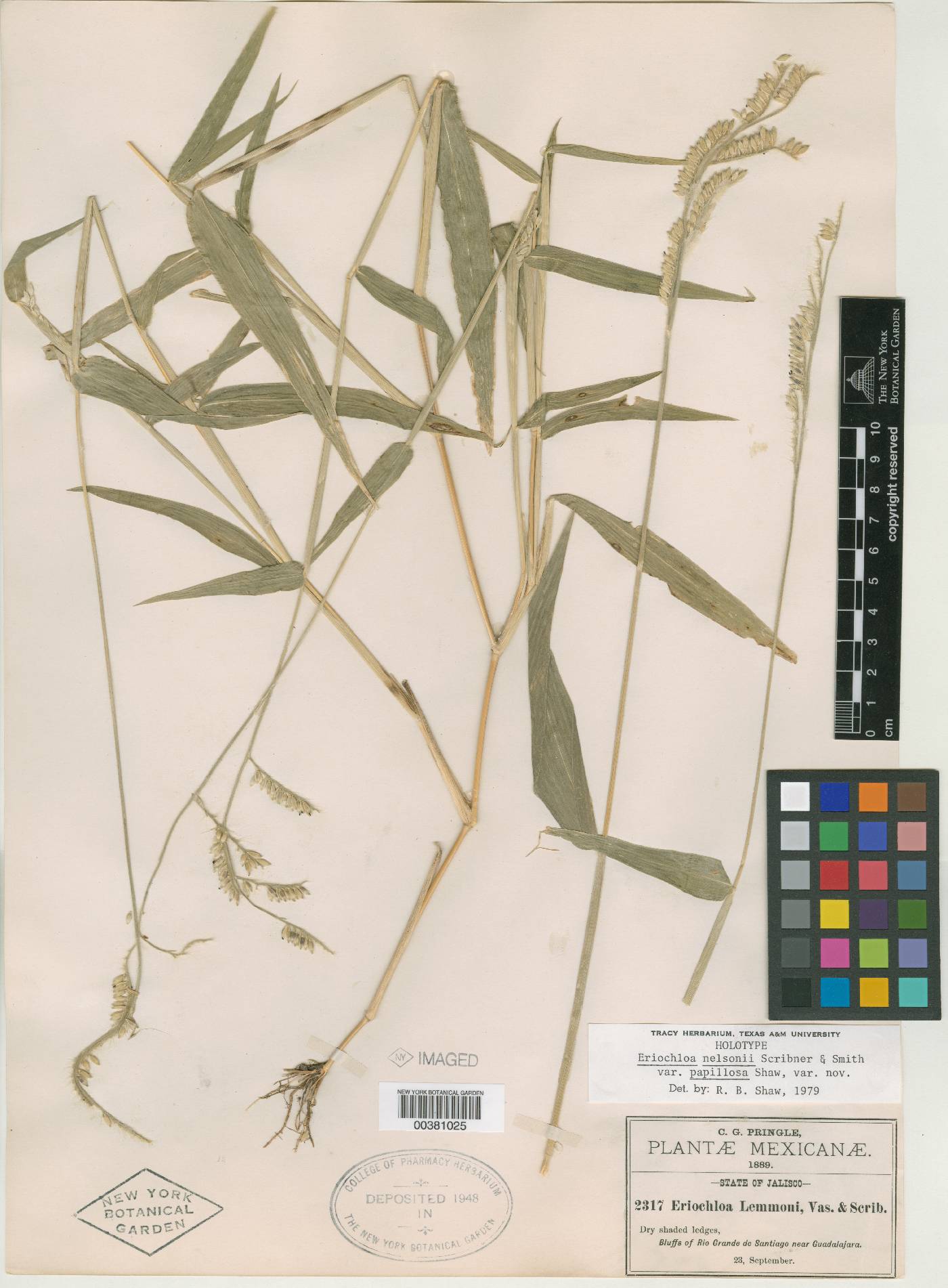 Eriochloa nelsonii image