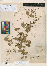 Cottsia scandens image