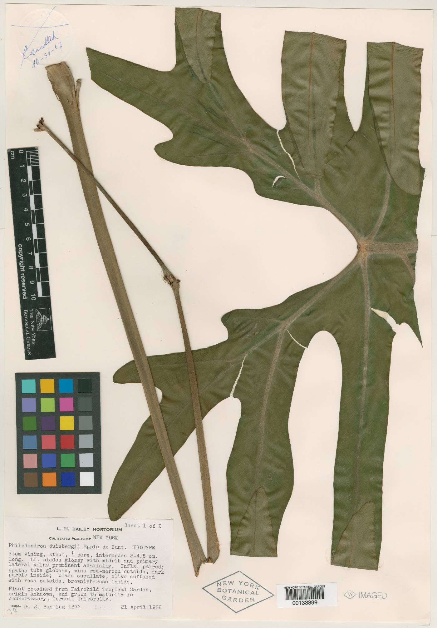 Philodendron pedatum image