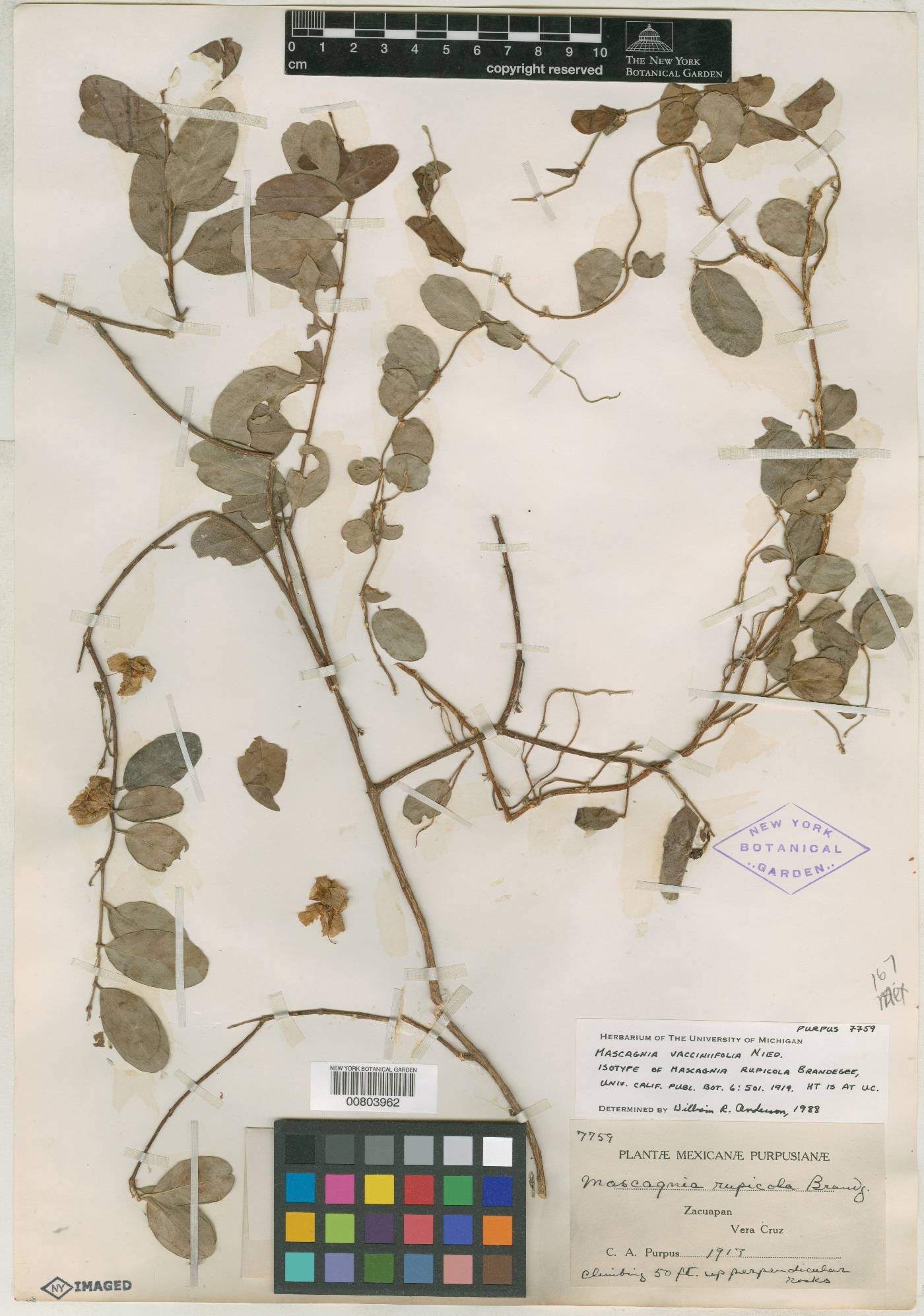 Mascagnia vacciniifolia image