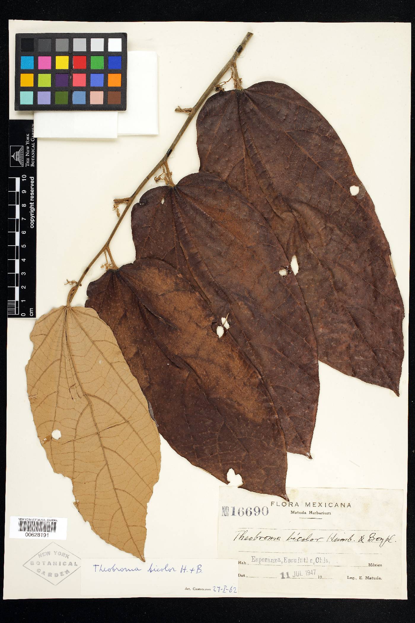 Theobroma bicolor image