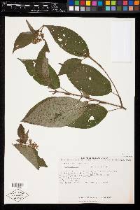 Miconia costaricensis image