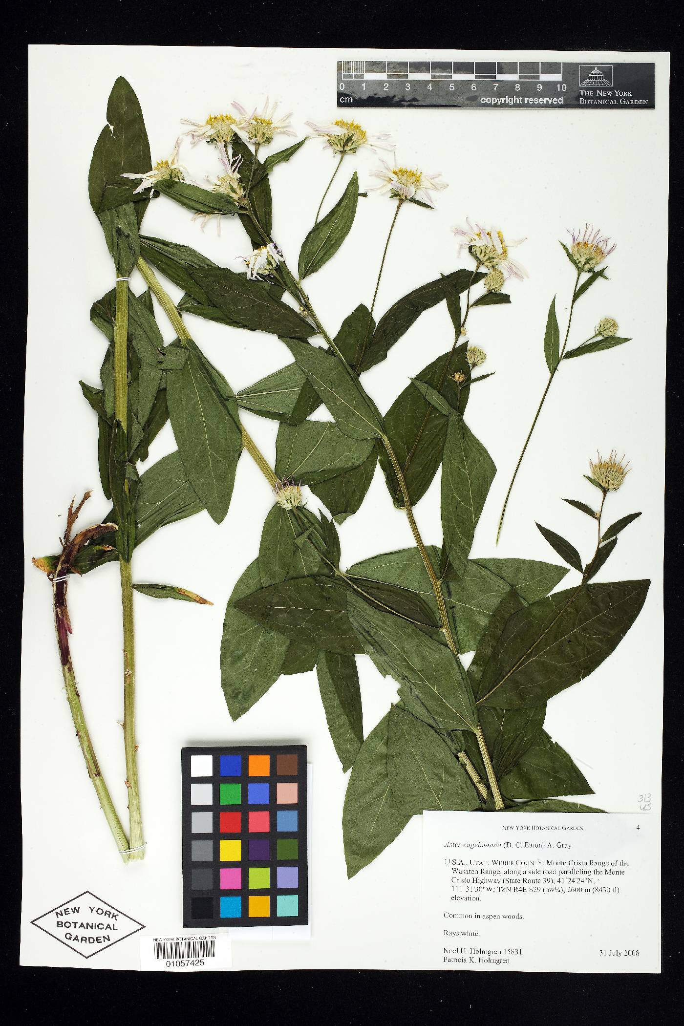 Aster engelmannii image