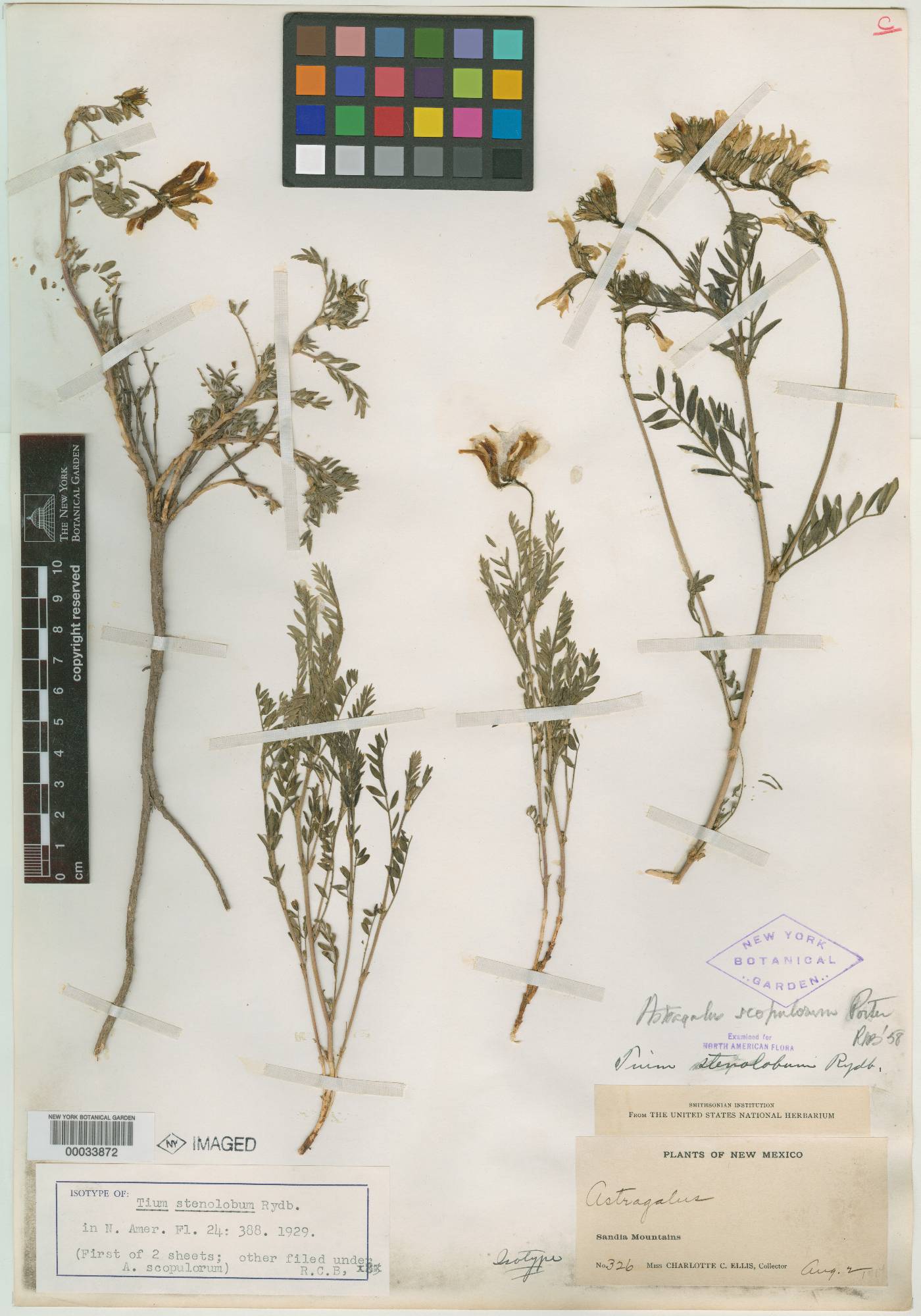 Tium stenolobum image