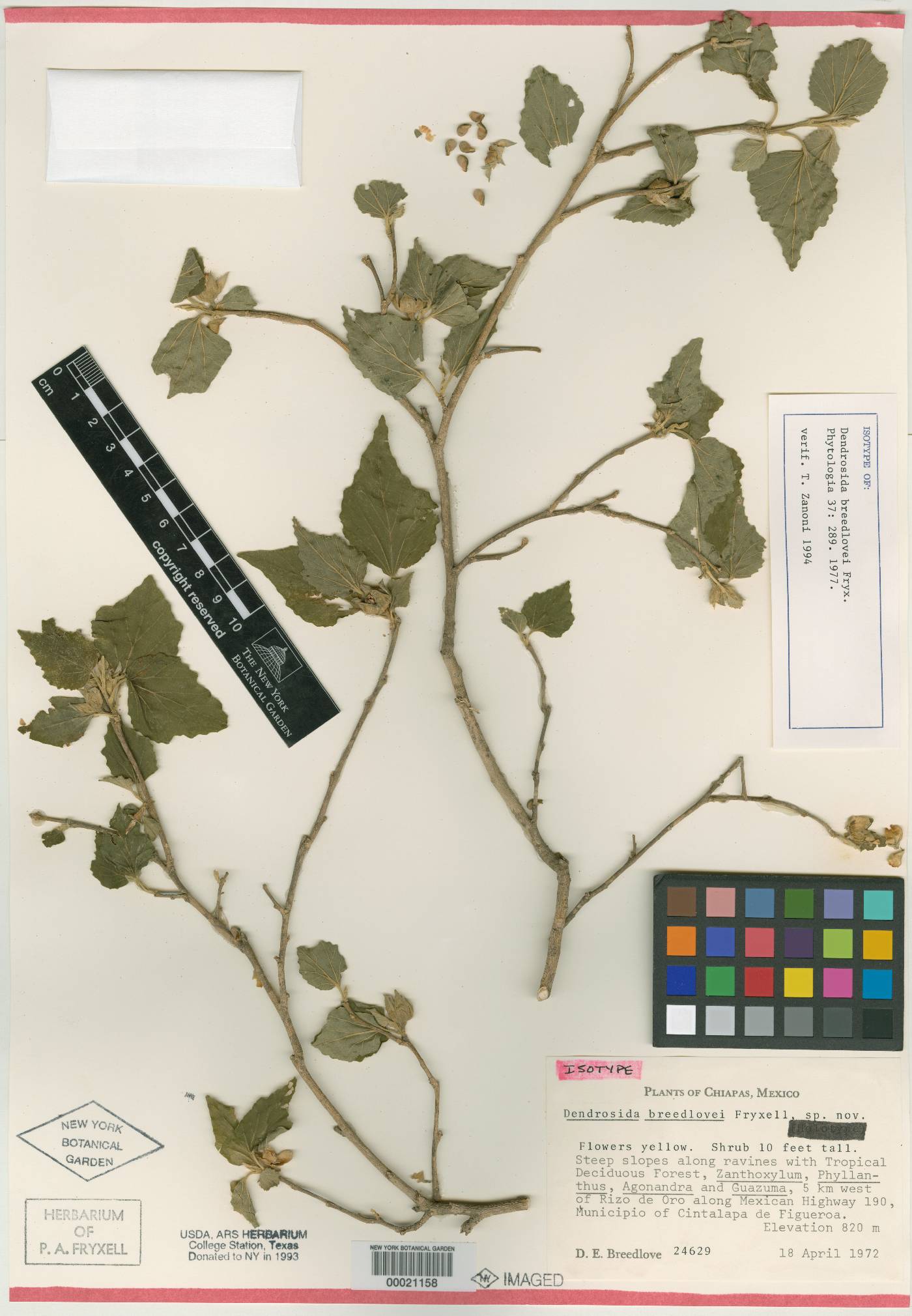 Dendrosida breedlovei image