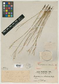 Sisyrinchium strictum image