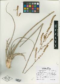 Image of Hechtia carlsoniae