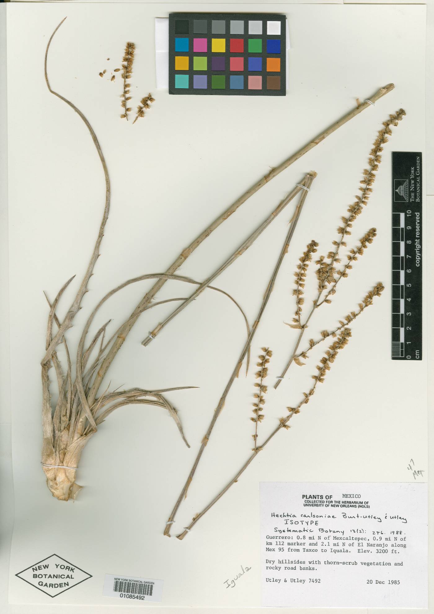 Hechtia carlsoniae image