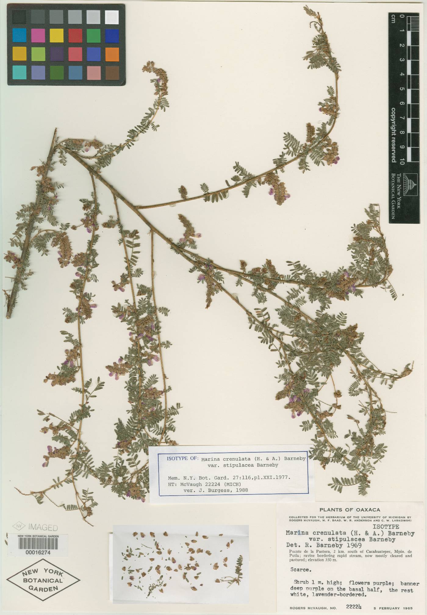 Marina crenulata var. stipulacea image