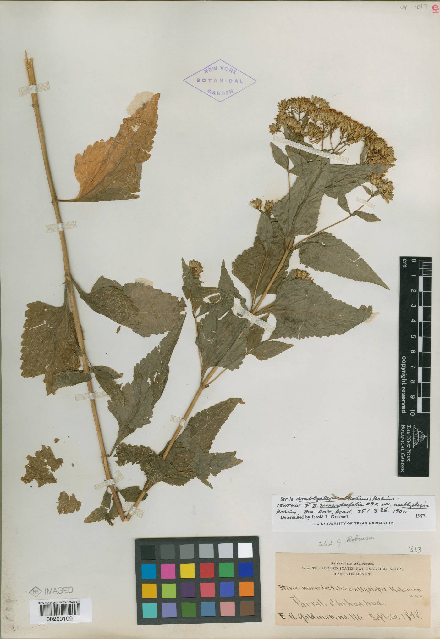 Stevia amblyolepis image