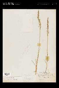 Poa arida image