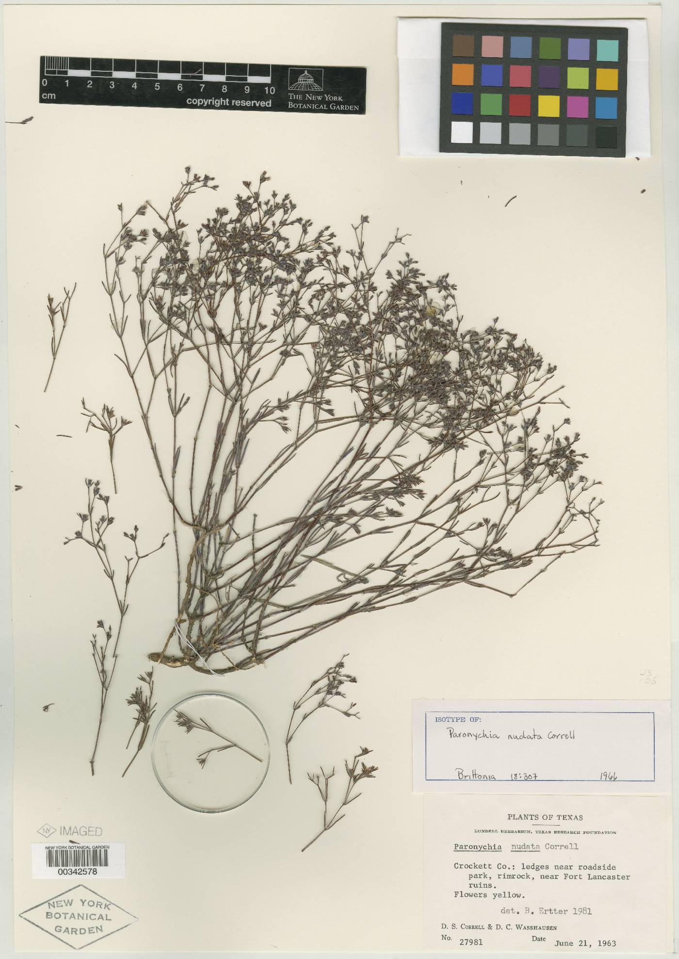 Paronychia nudata image
