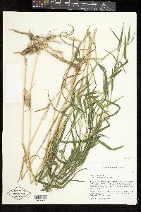 Muhlenbergia mexicana image