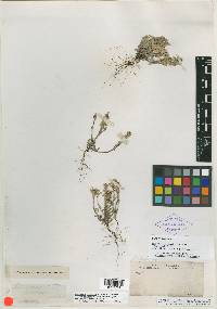 Evax caulescens var. brevifolia image